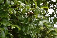 Ziziphus glaberrima